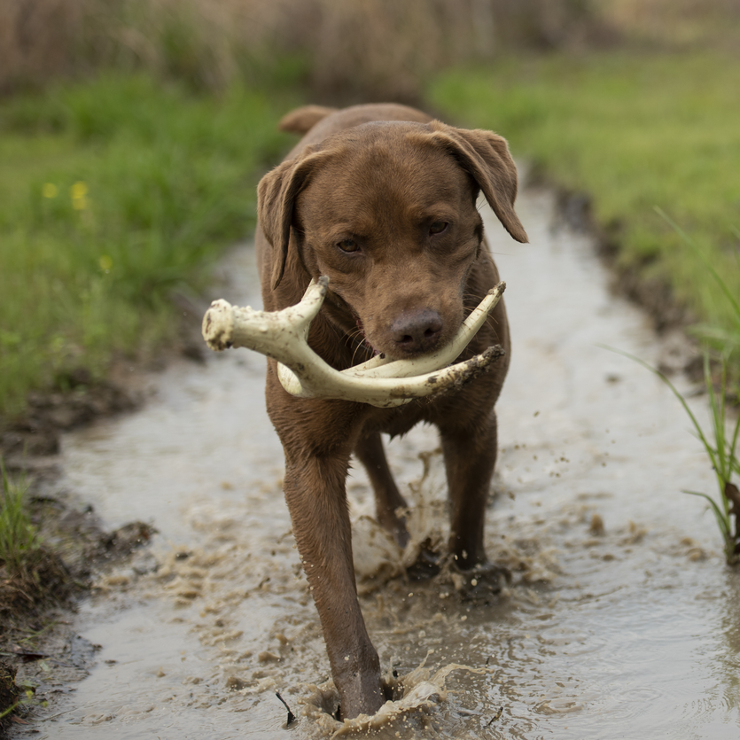 antler-chew-toy-dog